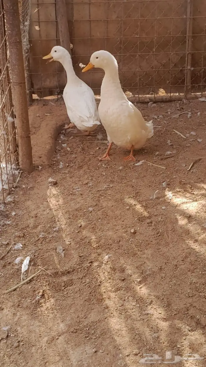 بط بكيني للبيع حي او مذبوح 3