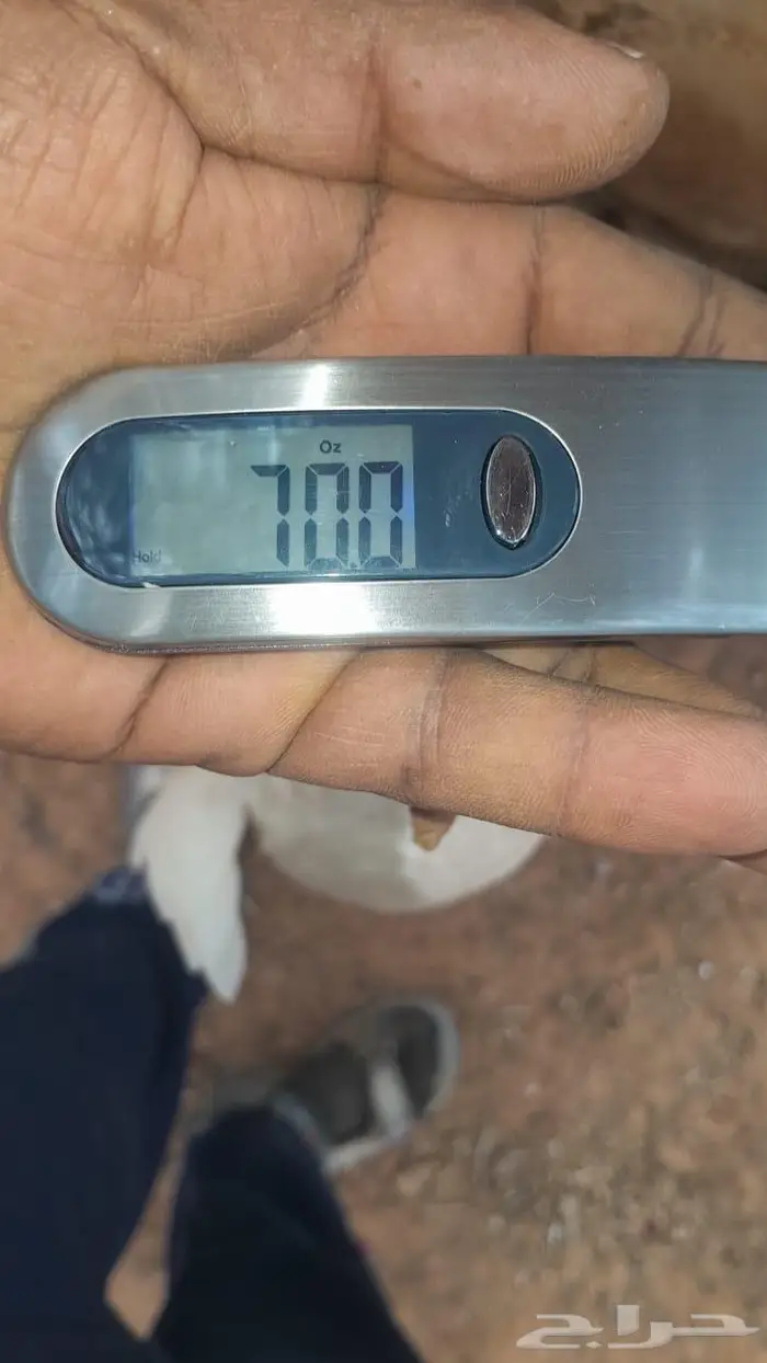 بط بكيني للبيع حي او مذبوح 2