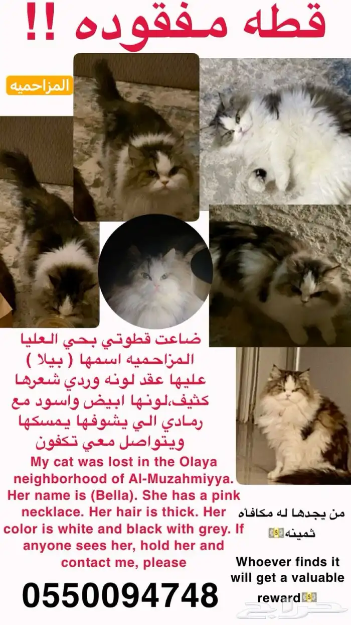 قطه ضايعه بالمزاحميه حي العليا 0