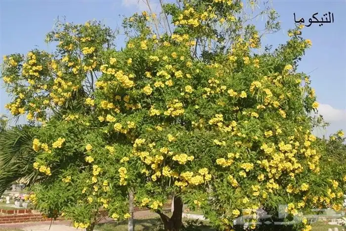 مشاتل تيكوما أسعار جملة 5