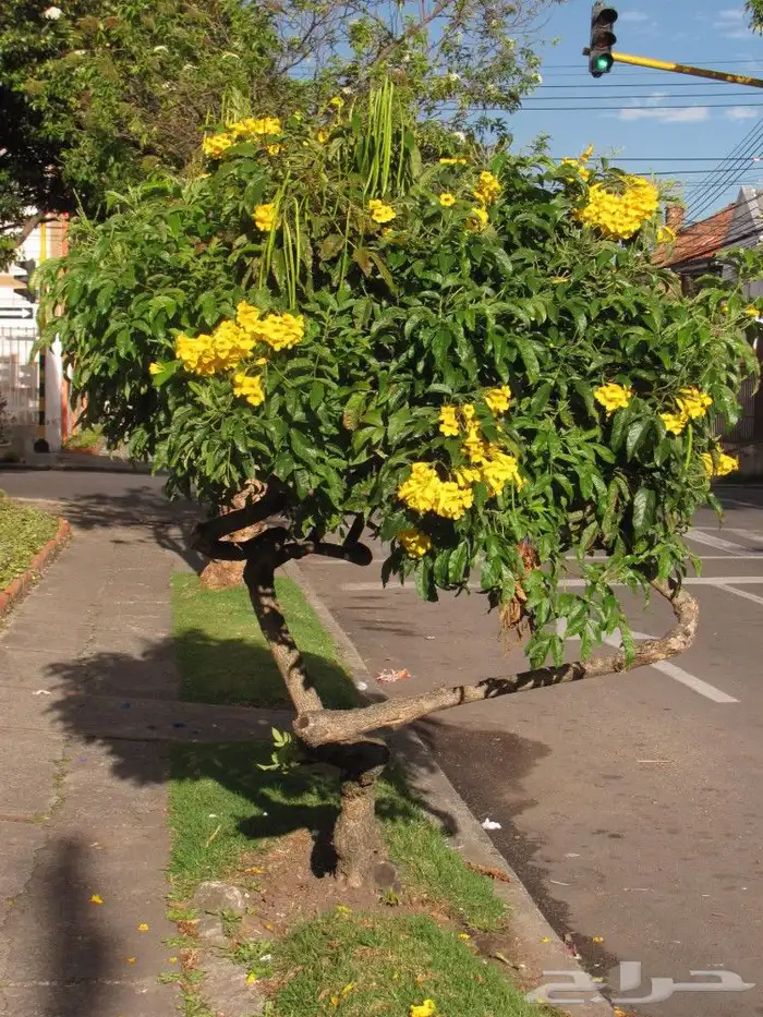 مشاتل تيكوما أسعار جملة 3