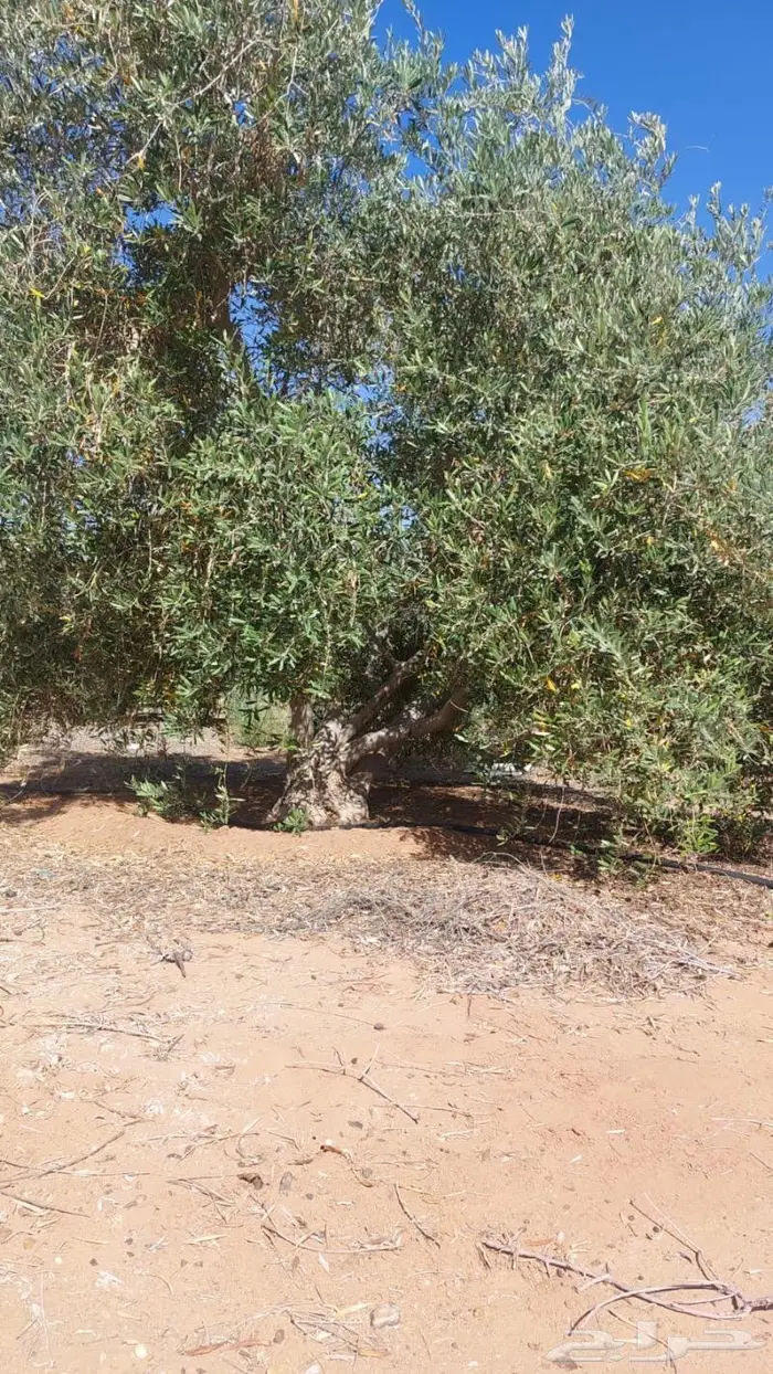 اشجار زيتون معمره وجميع مقاسات 6