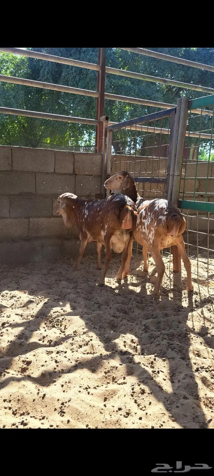 برابر بيرشن (تم البيع خارج الموقع ) 2