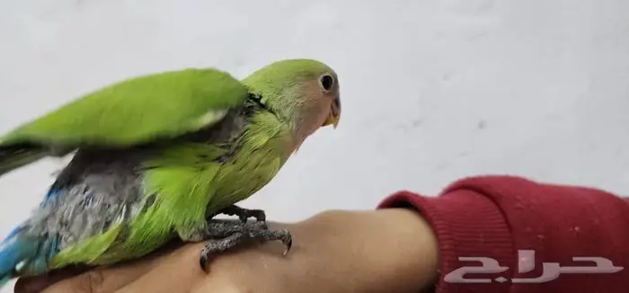 روز اليف جدا 2