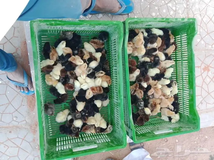 صوص فروخ دجاج 0