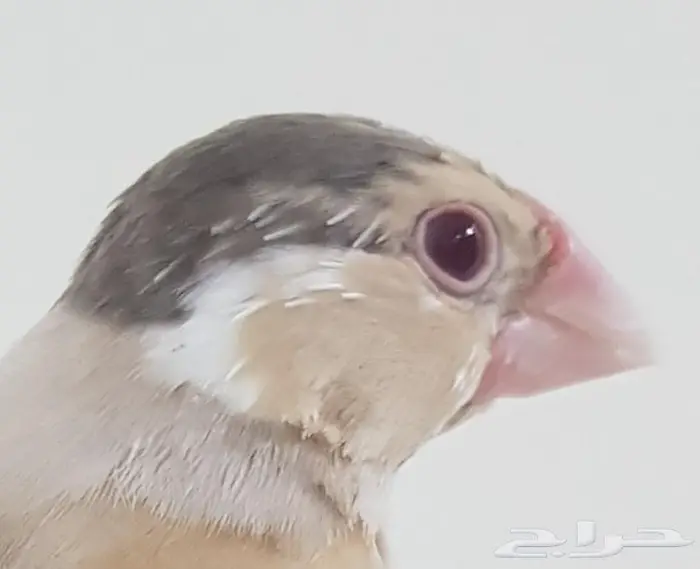 جاوا اليف تربية ( تم البيع ) 2