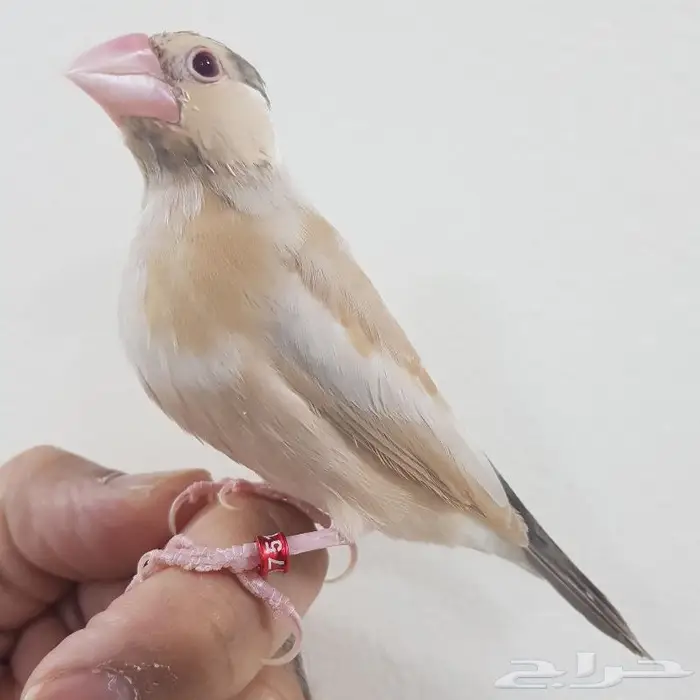جاوا اليف تربية ( تم البيع ) 5