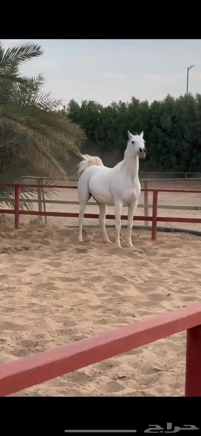 فرس مصرية بيور 0