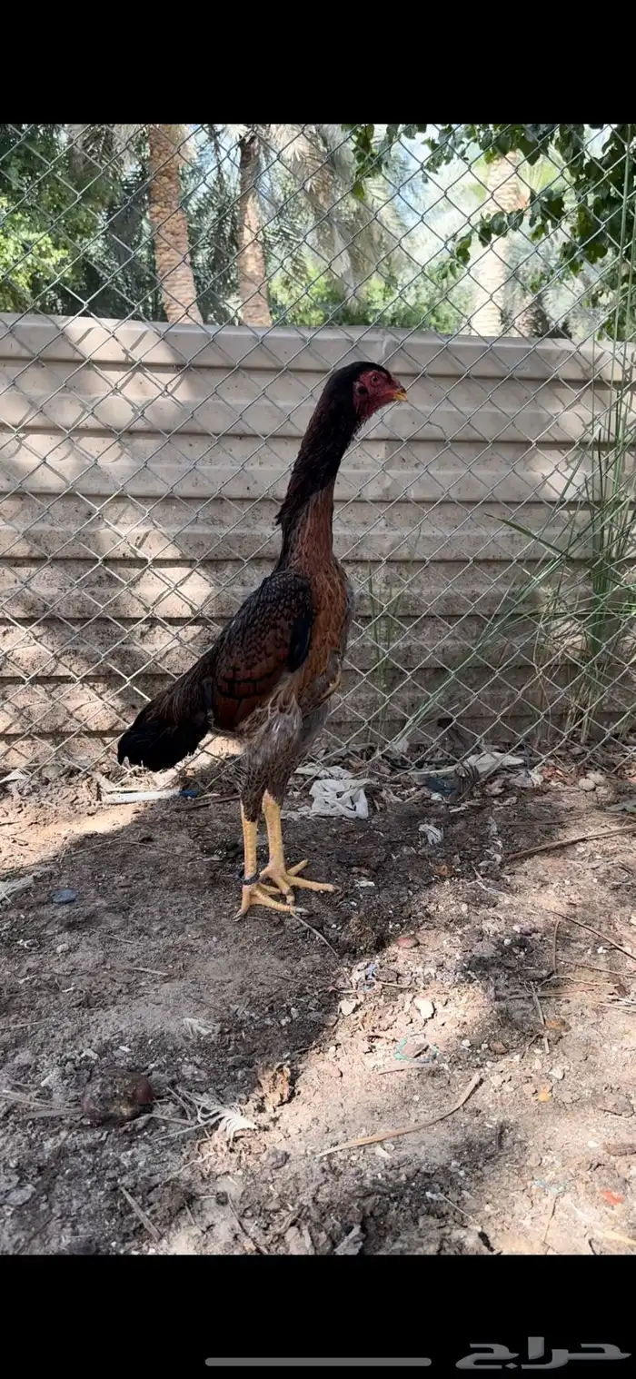 دجاج شامو 2