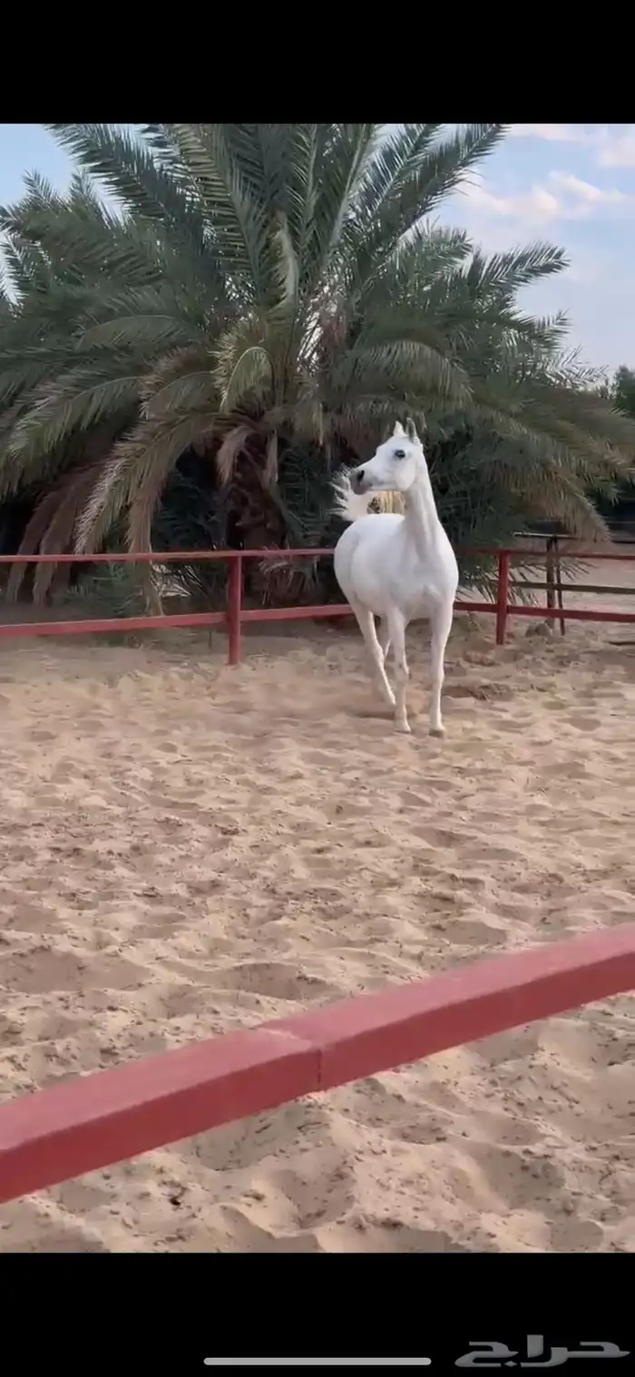فرس مصرية بيور 1