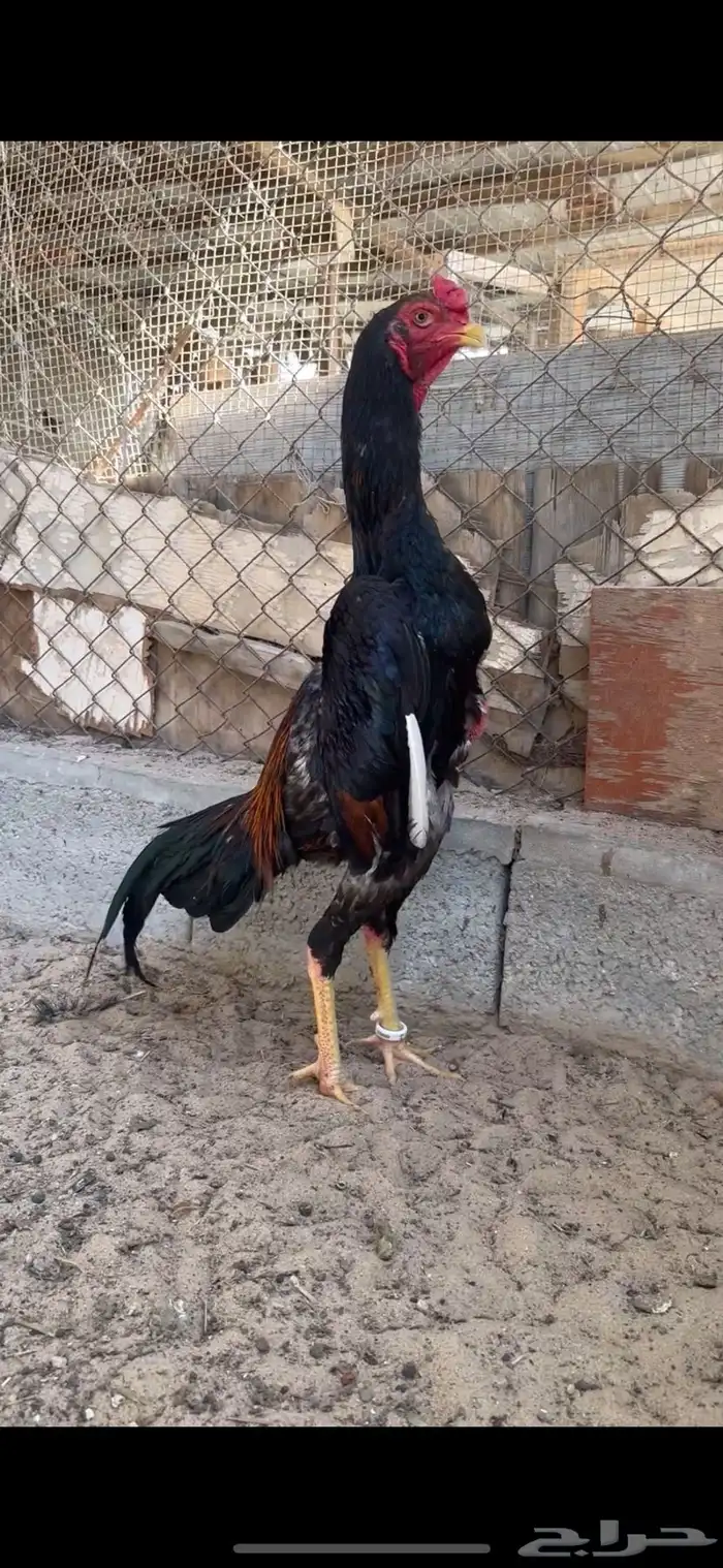 ديك شامو ياباني 1