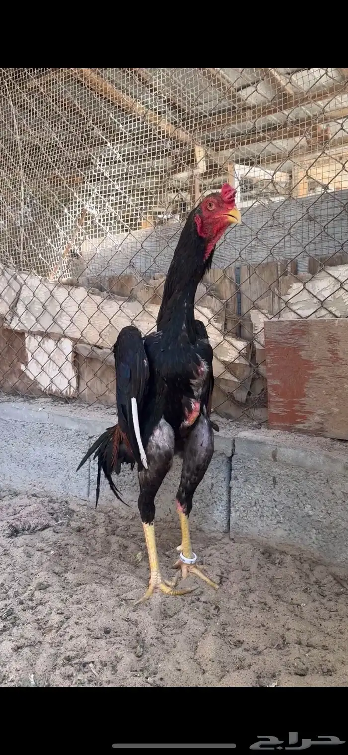 ديك شامو ياباني 2