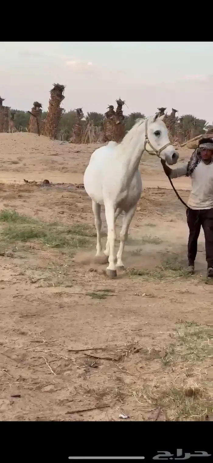 فرس مصرية بيور 2