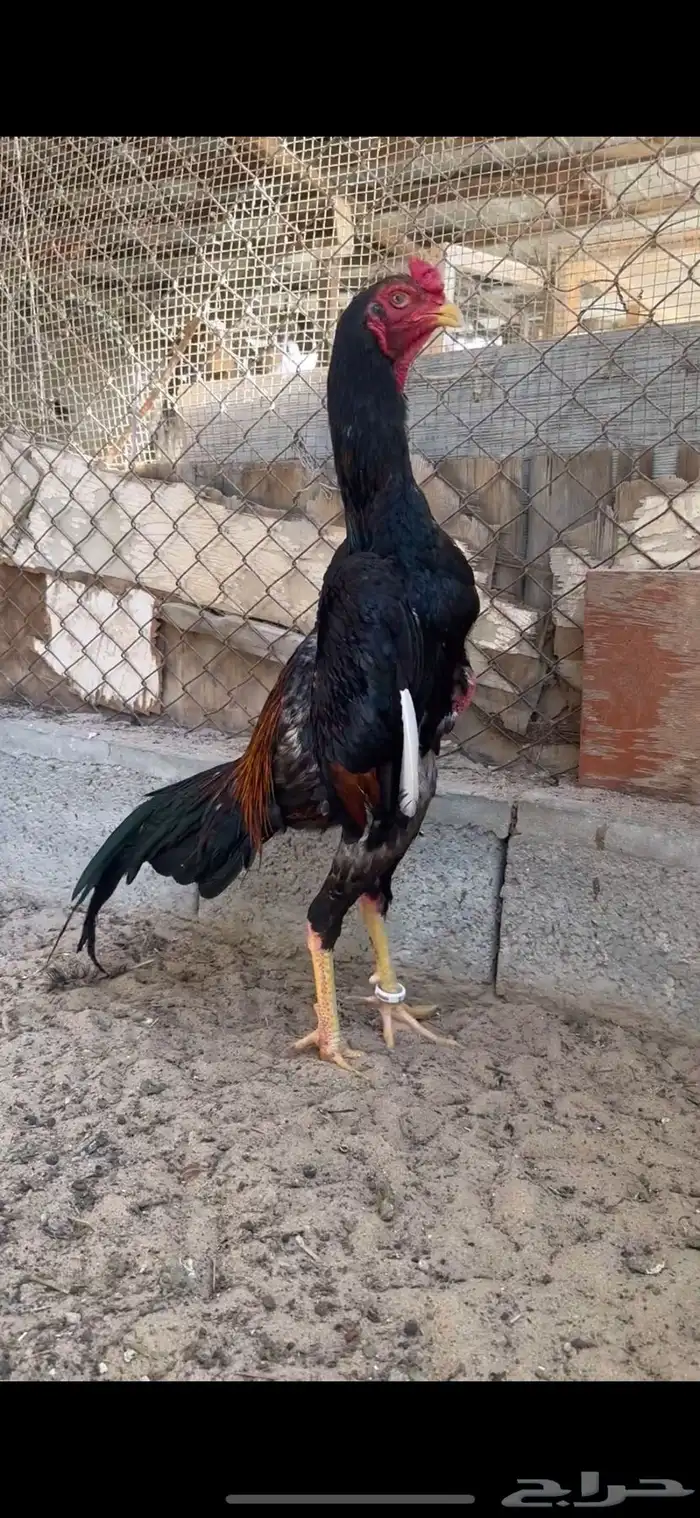 ديك شامو ياباني 0