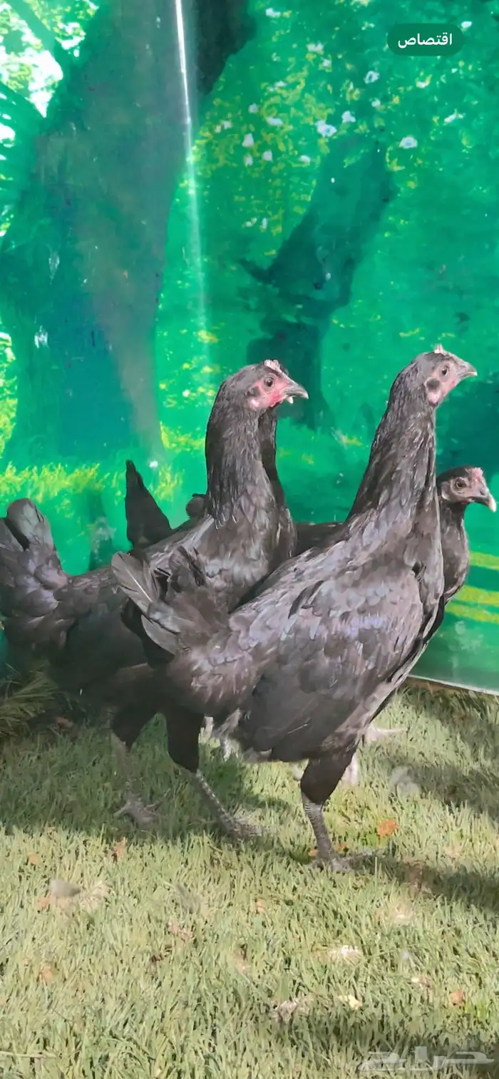دجاج عزبي اصيل   ترثه   اسود صك   الباديه 3