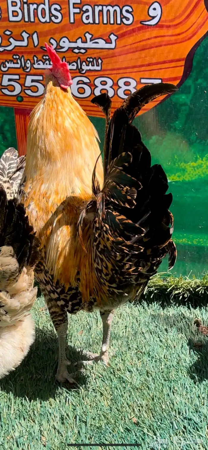 دجاج عربي اصيل ترثه   فيومي هرداوي 13