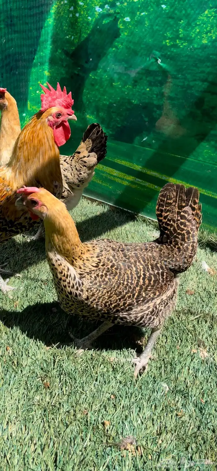 دجاج عربي اصيل ترثه   فيومي هرداوي 9