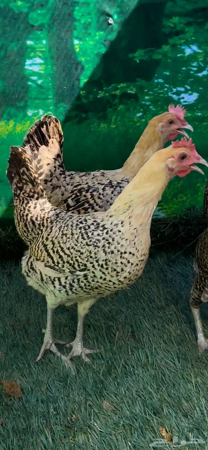 دجاج عربي اصيل ترثه   فيومي هرداوي 3