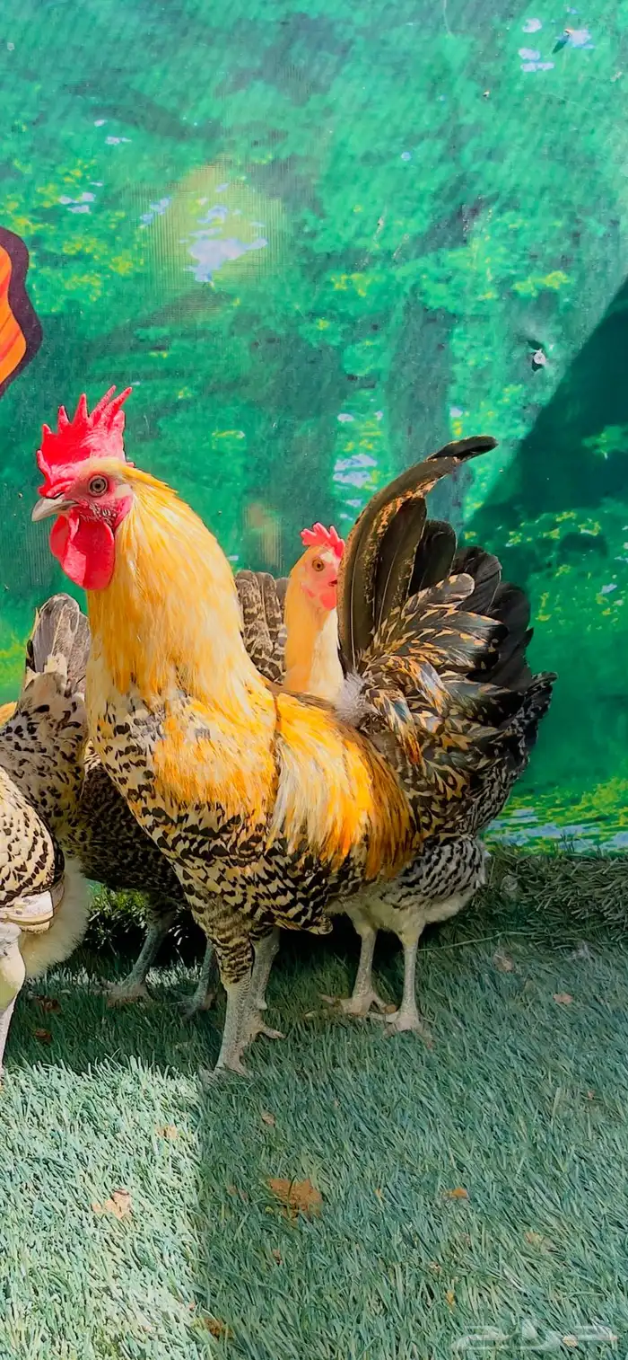 دجاج عربي اصيل ترثه   فيومي هرداوي 0