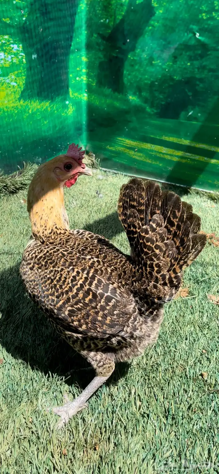 دجاج عربي اصيل ترثه   فيومي هرداوي 10