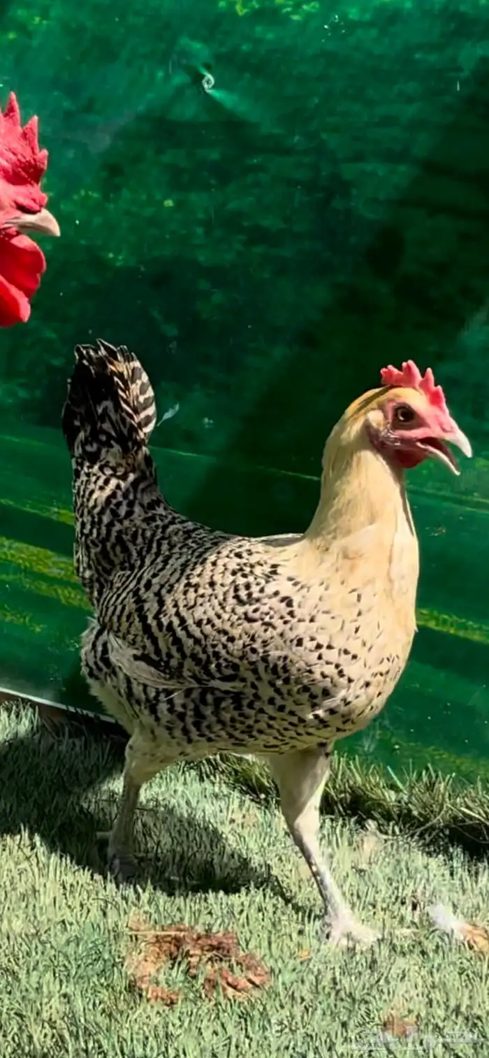 دجاج عربي اصيل ترثه   فيومي هرداوي 6