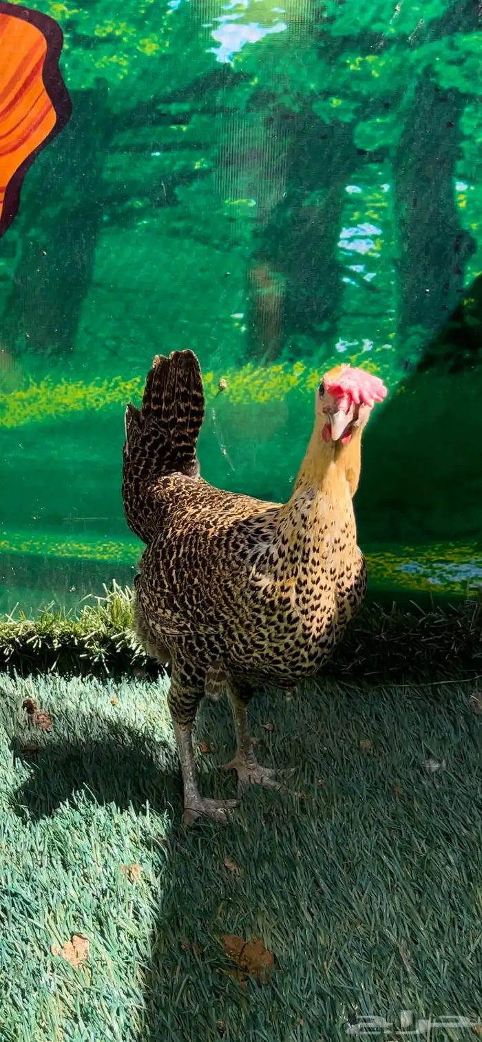 دجاج عربي اصيل ترثه   فيومي هرداوي 12