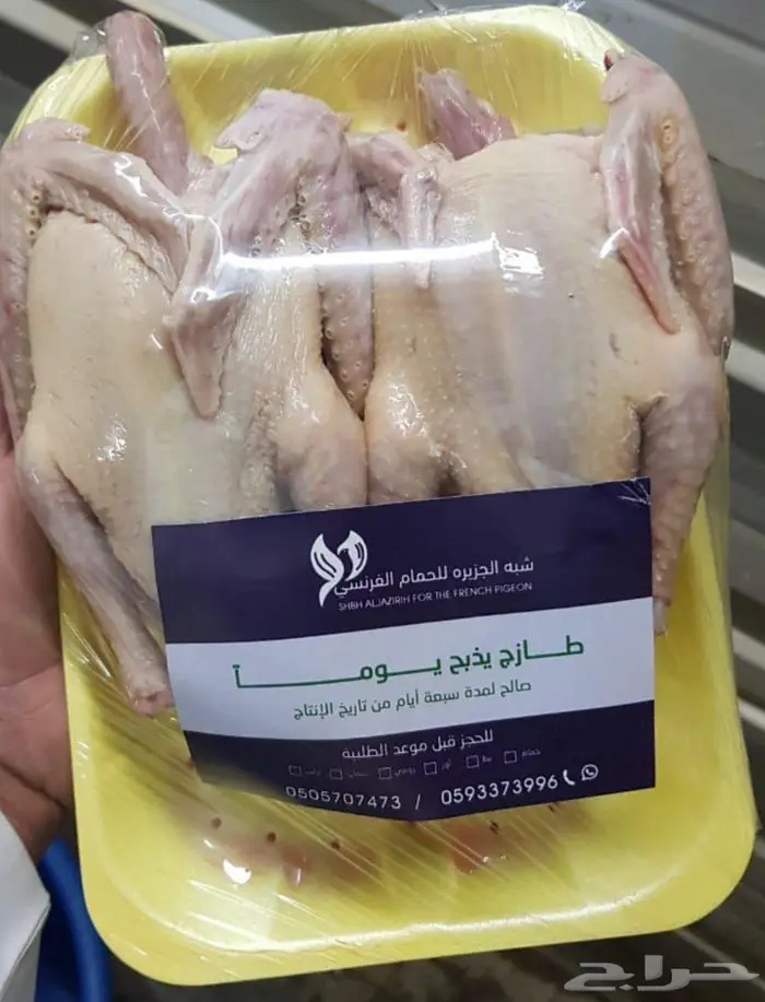 زغاليل ( فراخة حمام فرنسي) 1