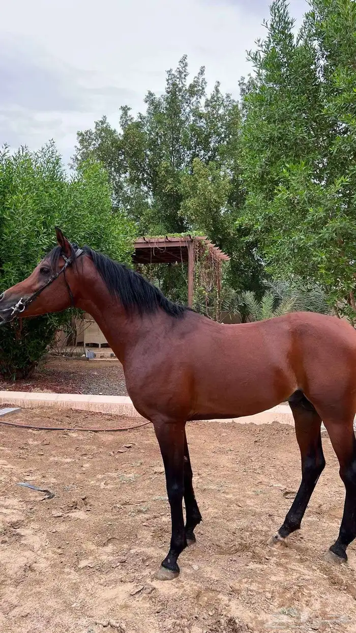 خيل واهو طرب 6