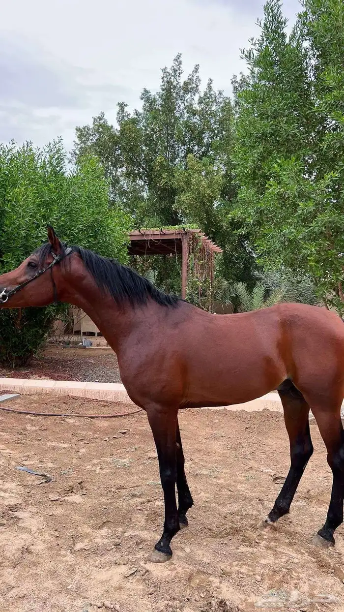 خيل واهو طرب 5