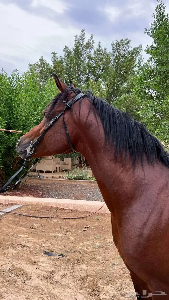 خيل واهو طرب 3
