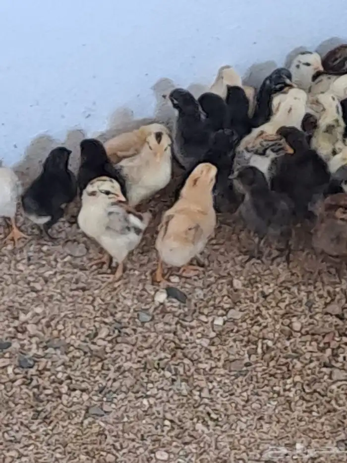 صوص بلدي مشكل 0