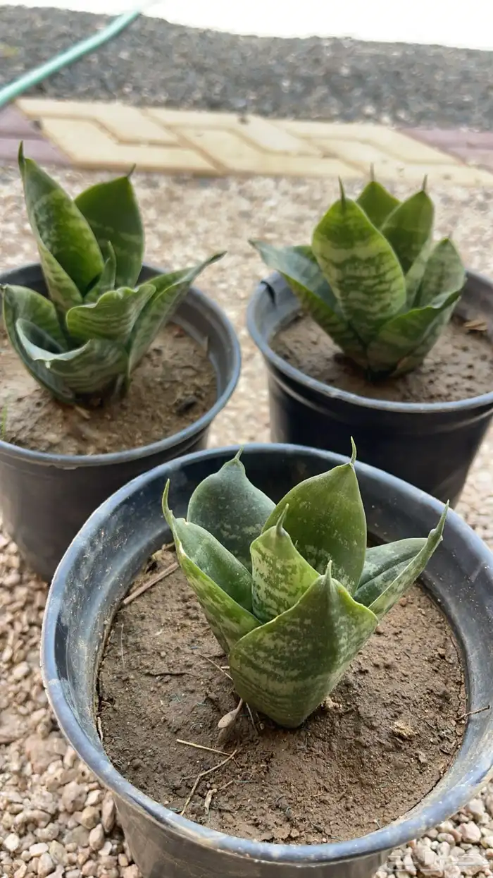 20 نوع صباريات و عصاريات 14