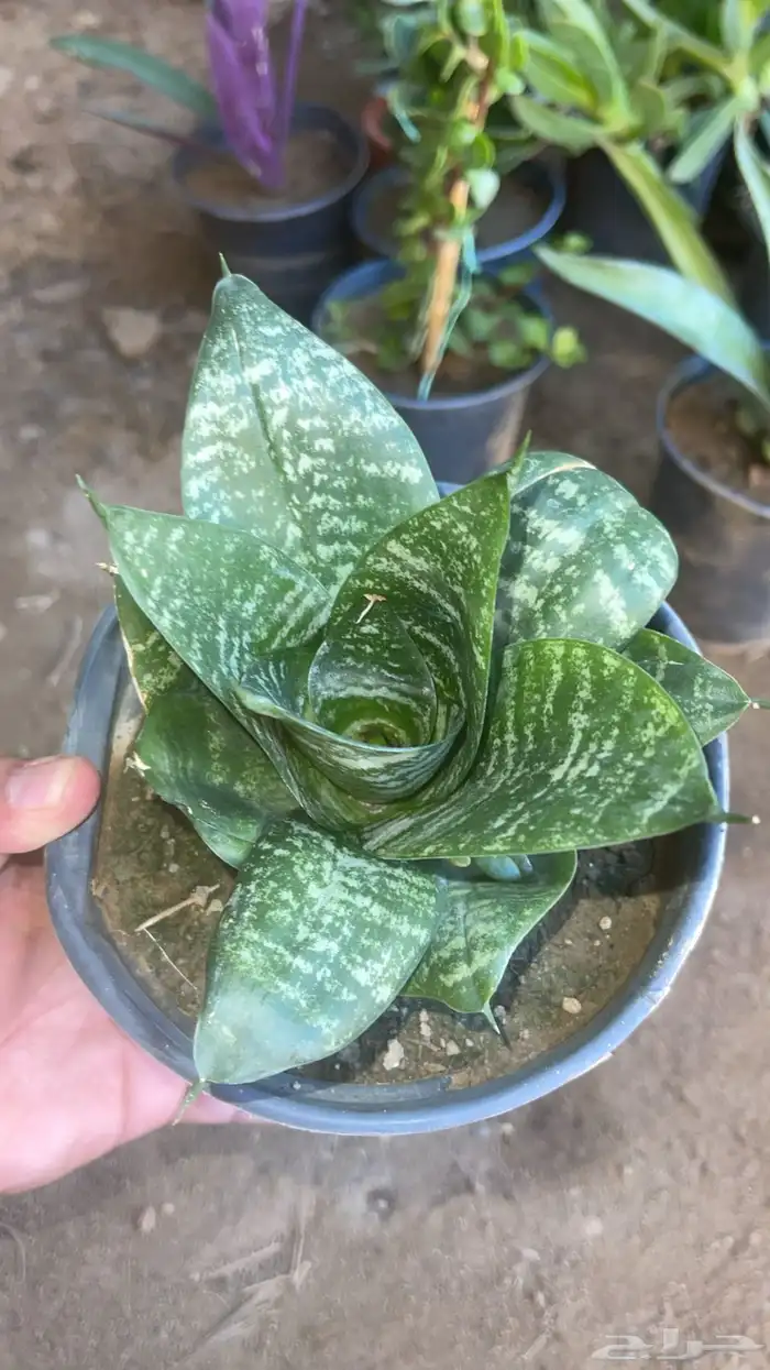 20 نوع صباريات و عصاريات 4