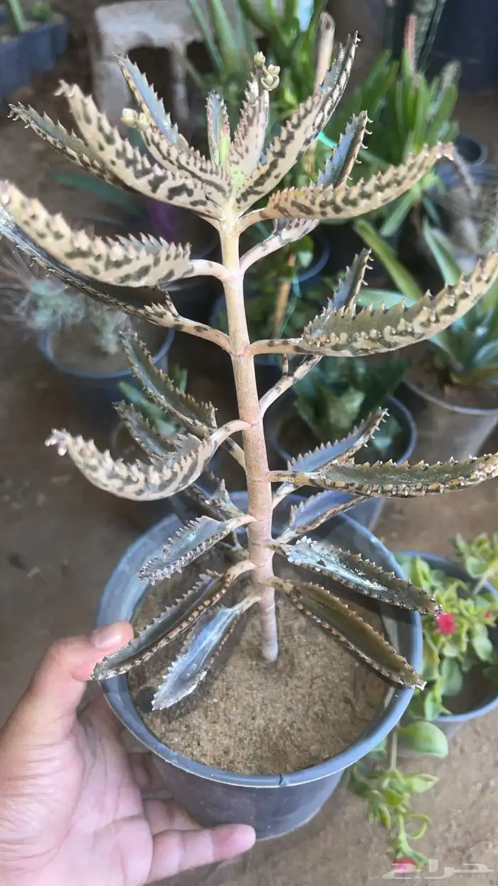 20 نوع صباريات و عصاريات 7