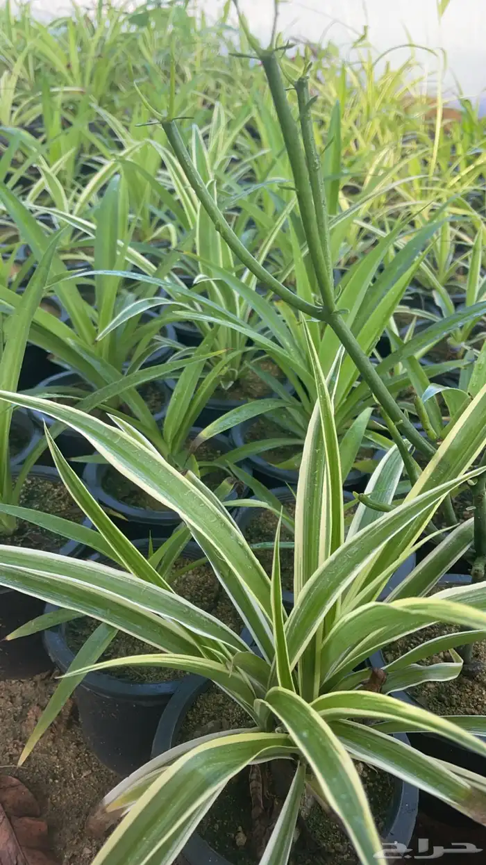 20 نوع صباريات و عصاريات 8