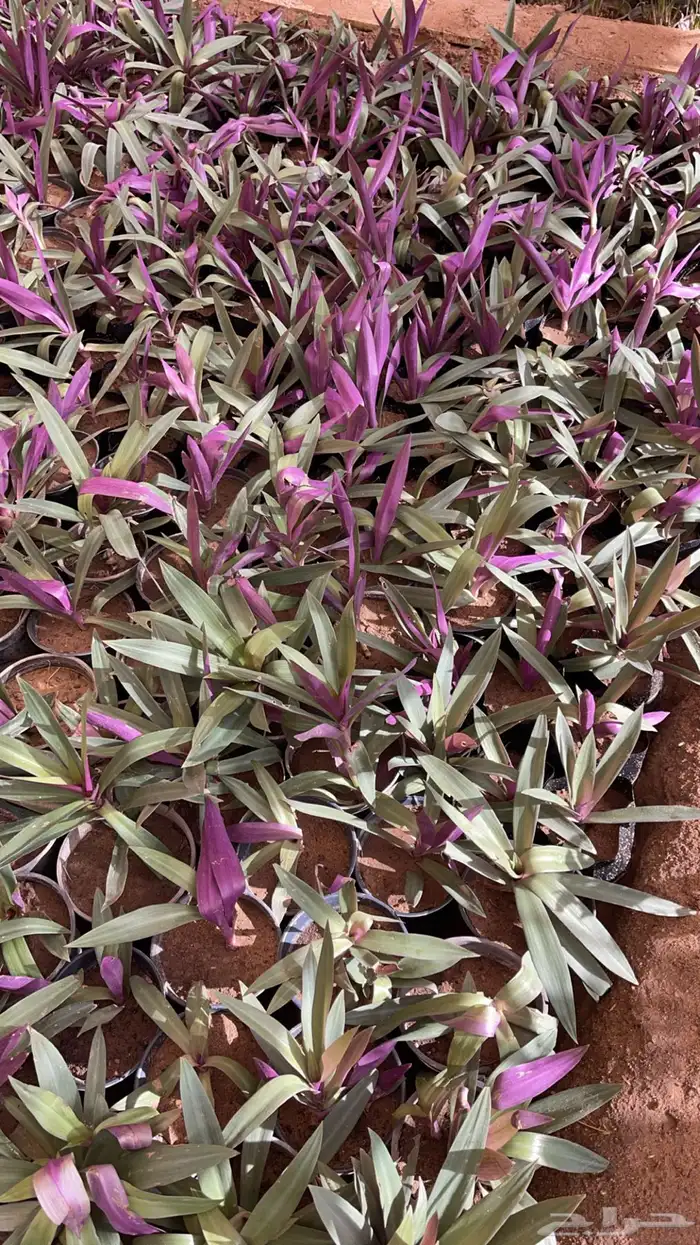 20 نوع صباريات و عصاريات 13