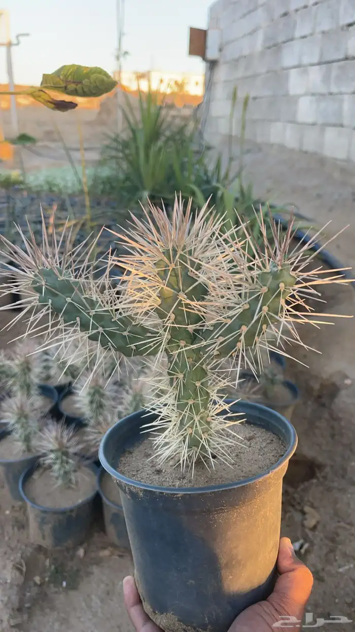 20 نوع صباريات و عصاريات 10