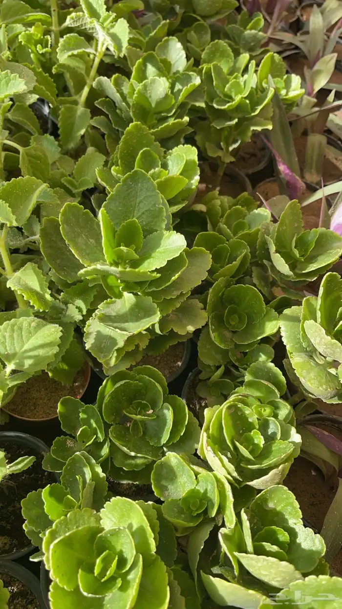 20 نوع صباريات و عصاريات 12