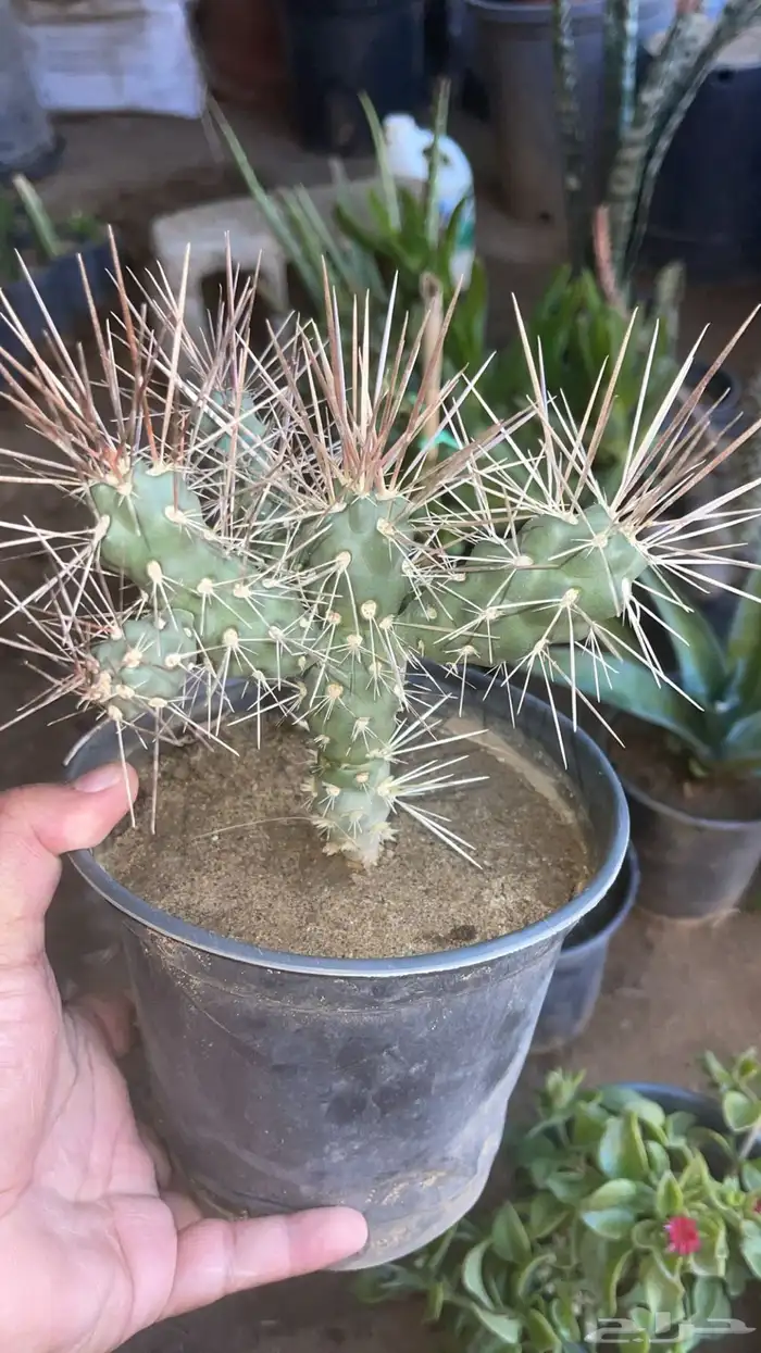 20 نوع صباريات و عصاريات 5