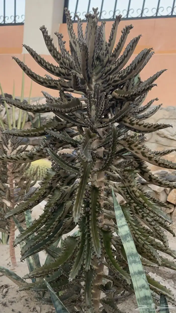 20 نوع صباريات و عصاريات 9