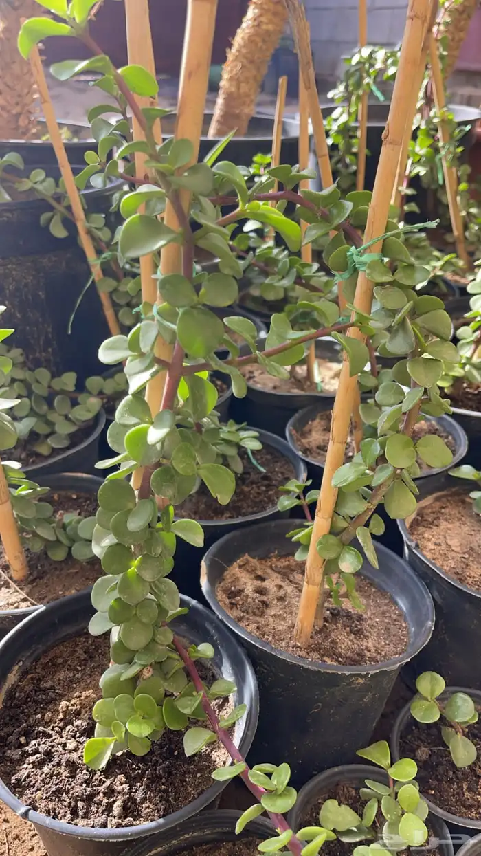 20 نوع صباريات و عصاريات 11