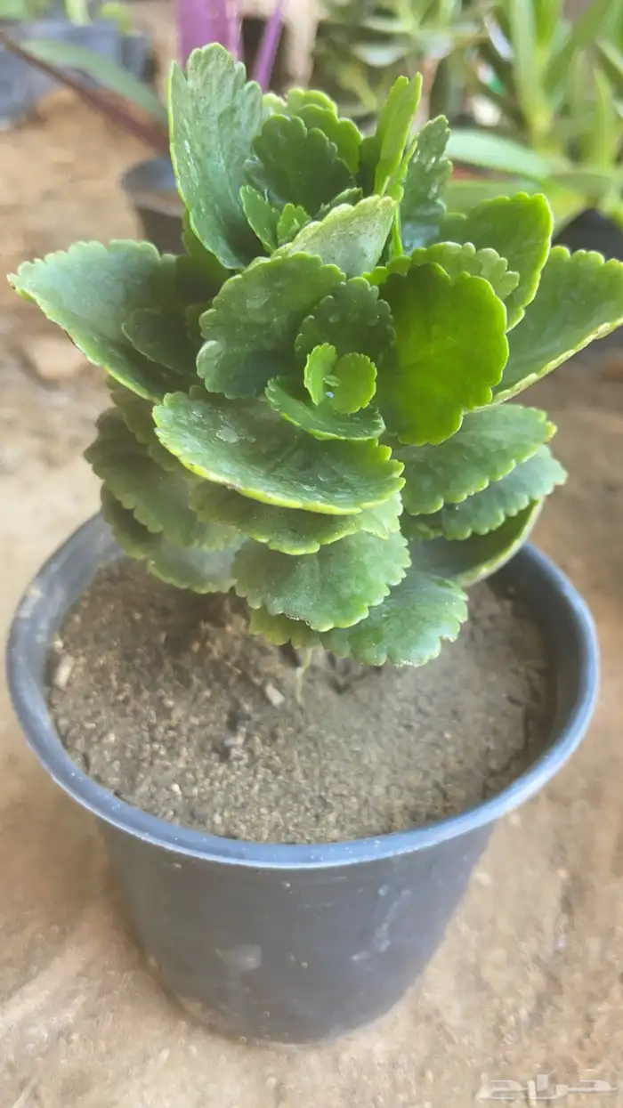 20 نوع صباريات و عصاريات 2