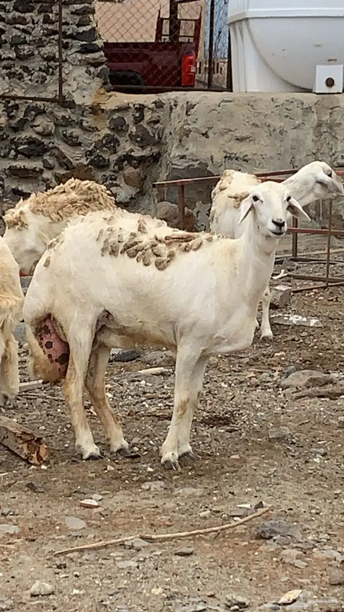 تممم البيع نعجه فاخره للبيع 0