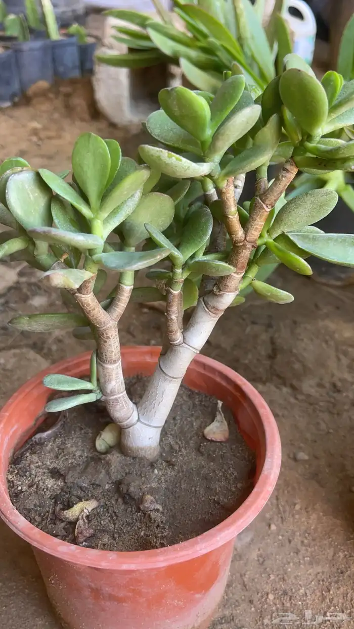 20 نوع صباريات و عصاريات 3