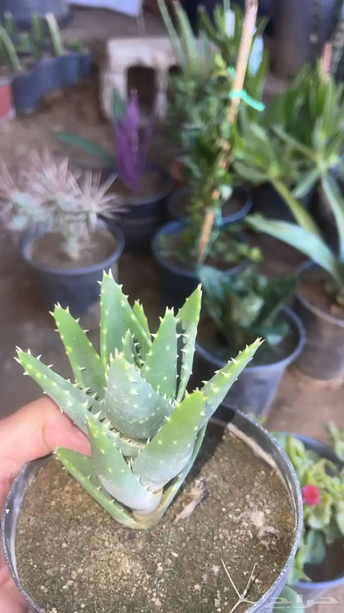 20 نوع صباريات و عصاريات 6