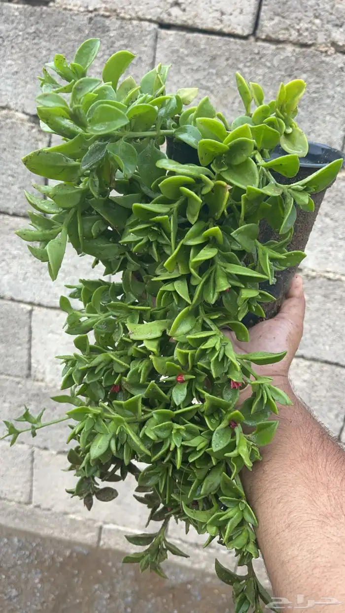 20 نوع صباريات و عصاريات 15