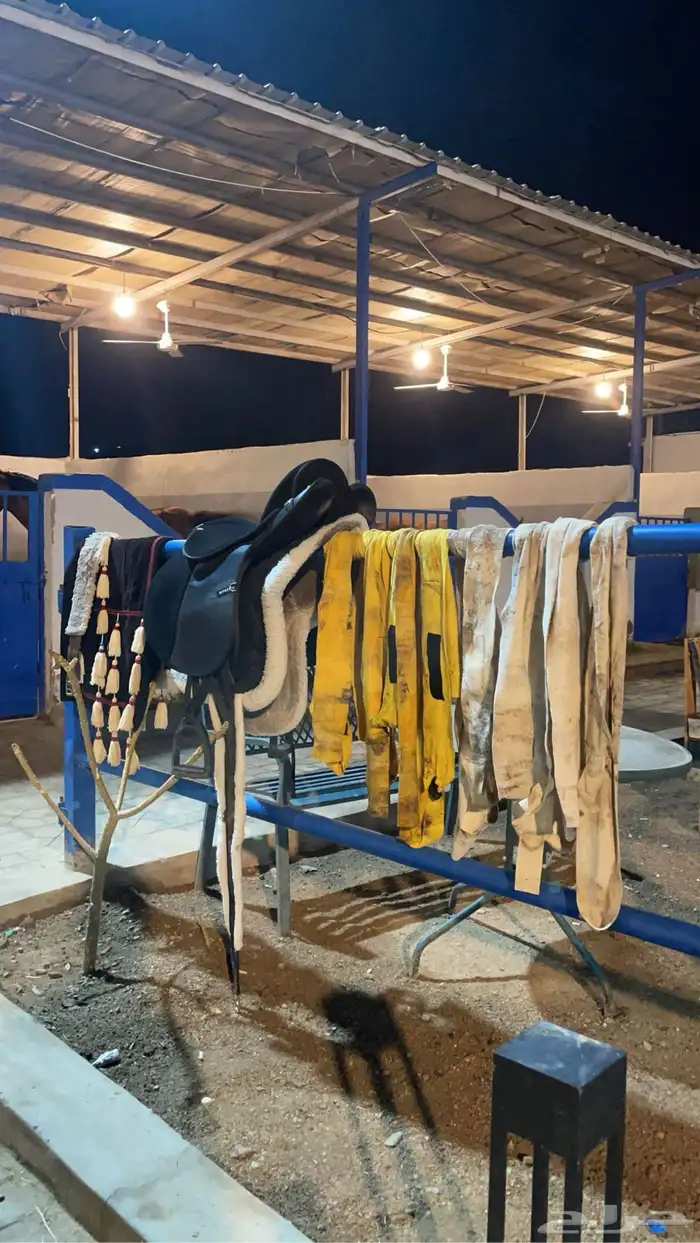 اسطبل سلفا النواريه ايجار غرف خيل 9