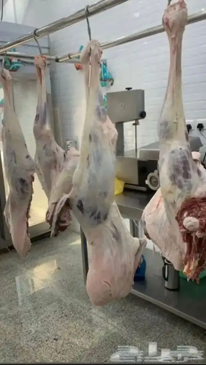 يوجد خرفان وتيوس سواكني وبقري وحاشي لجميع الملاحم والمطاعم 9