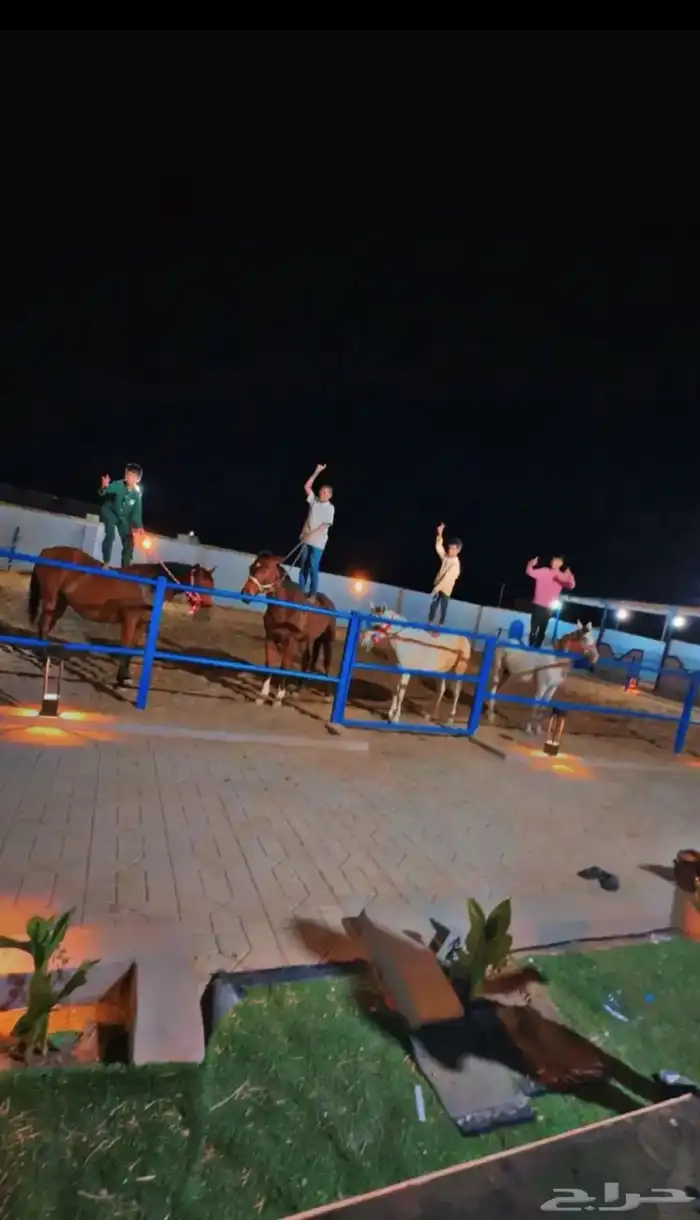 اسطبل سلفا النواريه ايجار غرف خيل 14