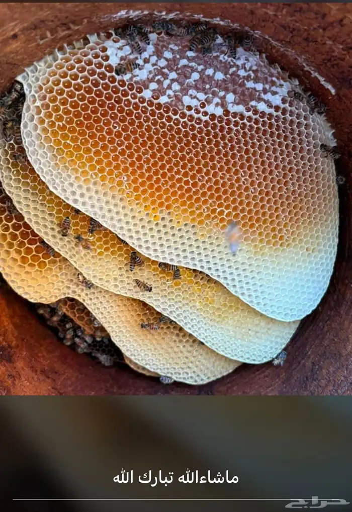 عسل سدر وسمره مضمون 1